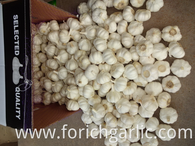 Best Quality Pure Garlic